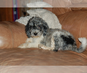Labradoodle-Poodle (Standard) Mix Puppy for sale in WALDRON, AR, USA