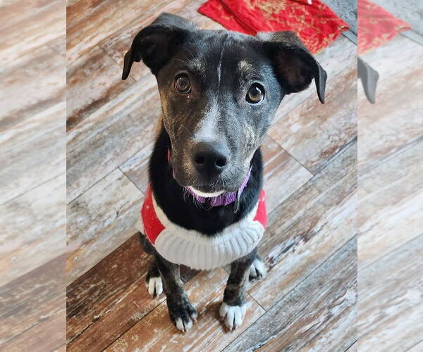 Medium Photo #5 Borador Puppy For Sale in GILBERTS, IL, USA