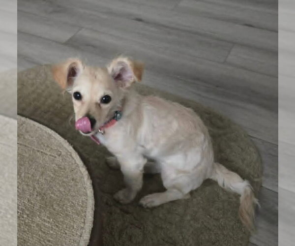Medium Photo #3 Mutt Puppy For Sale in San Bernardino , CA, USA