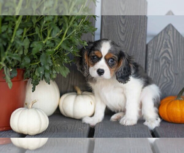 Medium Photo #2 Cavalier King Charles Spaniel Puppy For Sale in MILLERSBURG, OH, USA