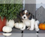 Small #1 Cavalier King Charles Spaniel