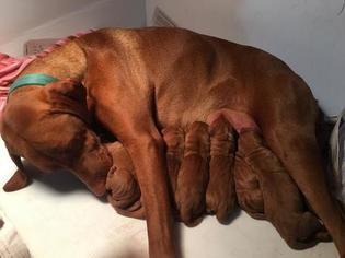 Vizsla Puppy for sale in EVERGREEN, CO, USA