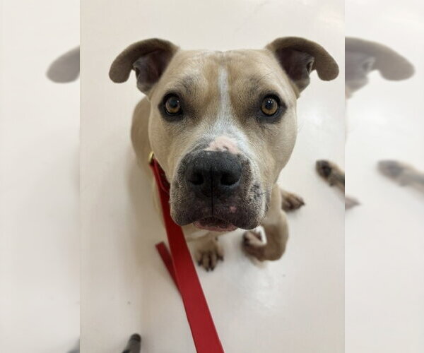 Medium Photo #5 American Pit Bull Terrier-Unknown Mix Puppy For Sale in Chandler, AZ, USA