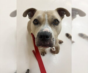 WINSTON #7 - Male American Pit Bull Terrier-Unknown Mix Dog for Adoption - Photo #5