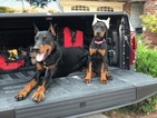 Small Photo #3 Doberman Pinscher Puppy For Sale in BROOKLYN, NY, USA