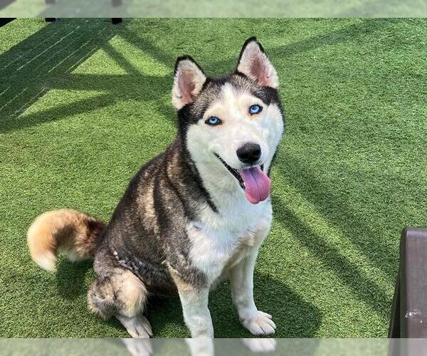 Medium Photo #2 Siberian Husky Puppy For Sale in Orange, CA, USA