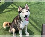 Small #1 Siberian Husky