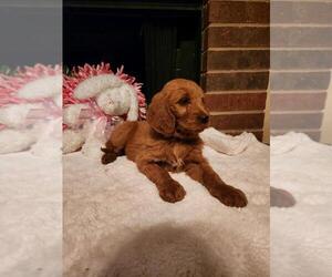 Goldendoodle Puppy for sale in FLOWER MOUND, TX, USA