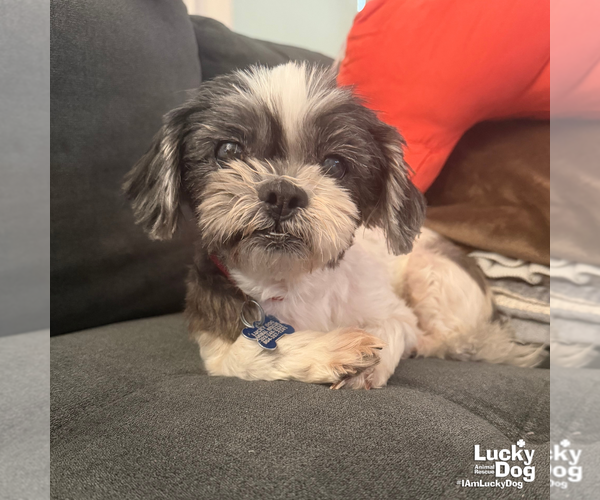 Medium Photo #4 Shih Tzu-Unknown Mix Puppy For Sale in Washington, DC, USA