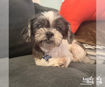 Small Photo #4 Shih Tzu-Unknown Mix Puppy For Sale in Washington, DC, USA