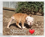 Puppy Marcie Olde English Bulldogge