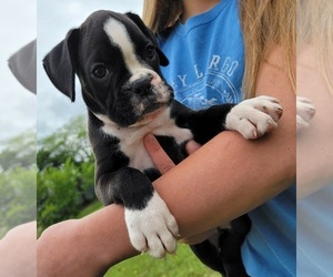 Boxer Puppy for sale in HUMBOLDT, NE, USA