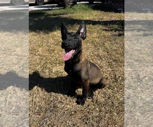 Belgian Malinois Puppy for Sale in GARDENA, California USA