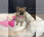 Puppy Puppy 2 Pomeranian