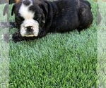 Small Photo #25 Bulldog Puppy For Sale in STOCKBRIDGE, GA, USA
