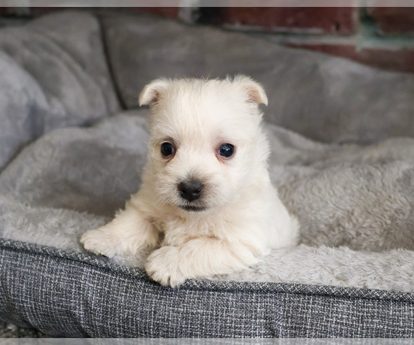 Medium Photo #1 West Highland White Terrier Puppy For Sale in SYRACUSE, IN, USA