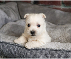 West Highland White Terrier Puppy for sale in SYRACUSE, IN, USA