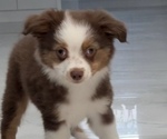 Small #2 Miniature Australian Shepherd