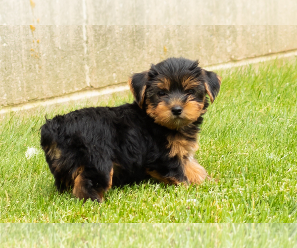 Medium Photo #1 Yorkshire Terrier Puppy For Sale in NAPPANEE, IN, USA