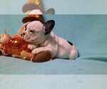Small Photo #2 French Bulldog Puppy For Sale in SALEM, WV, USA