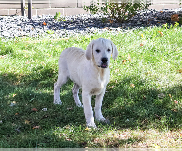 Medium Photo #4 Golden Retriever Puppy For Sale in SYRACUSE, IN, USA