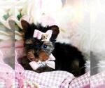 Small #7 Yorkshire Terrier