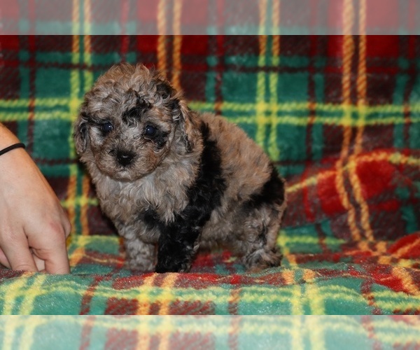Medium Photo #5 Poodle (Toy) Puppy For Sale in DYERSBURG, TN, USA