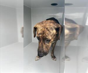 Shepradors Dogs for adoption in Houston, TX, USA