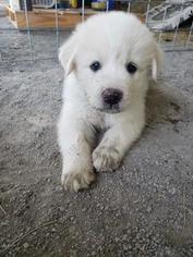 Great Pyrenees Puppy for sale in ADAIR, OK, USA