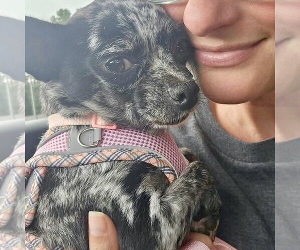 Medium Photo #3 Chihuahua Puppy For Sale in Spring Lake, NC, USA