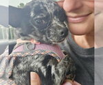 Small #2 Chihuahua