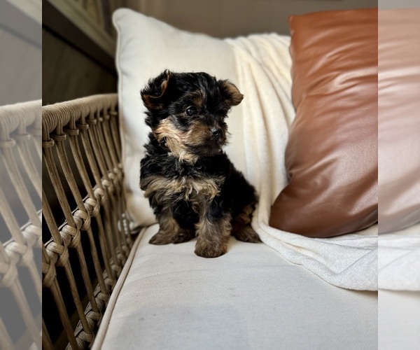 Medium Photo #3 YorkiePoo Puppy For Sale in BREMEN, IN, USA