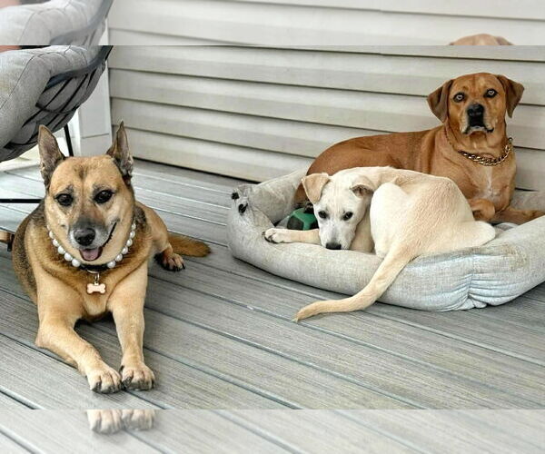 Medium Photo #3 Labrenees Puppy For Sale in Fultonham, NY, USA