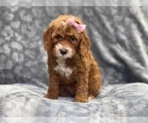Cavapoo Puppy for sale in LAKELAND, FL, USA