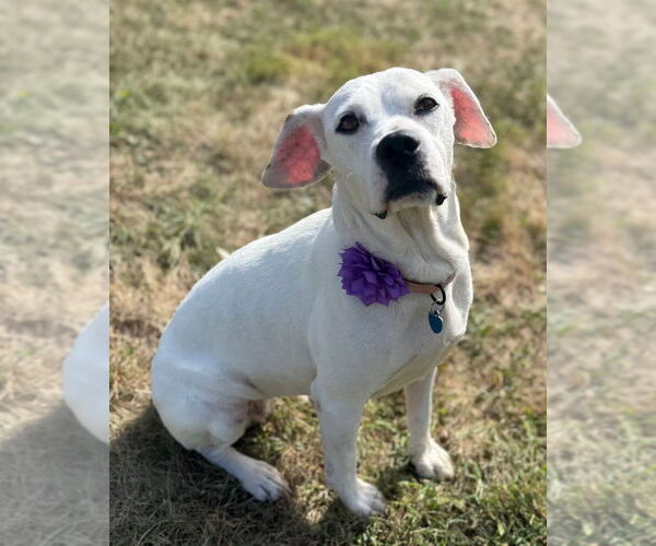 Medium Photo #3 Boxer-Unknown Mix Puppy For Sale in Springdale, PA, USA