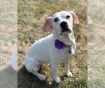 Small #2 Boxer Mix