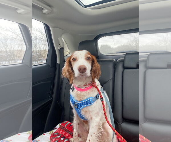 Medium Photo #2 Brittany Puppy For Sale in Curwensville, PA, USA