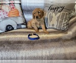 Small #2 Golden Retriever
