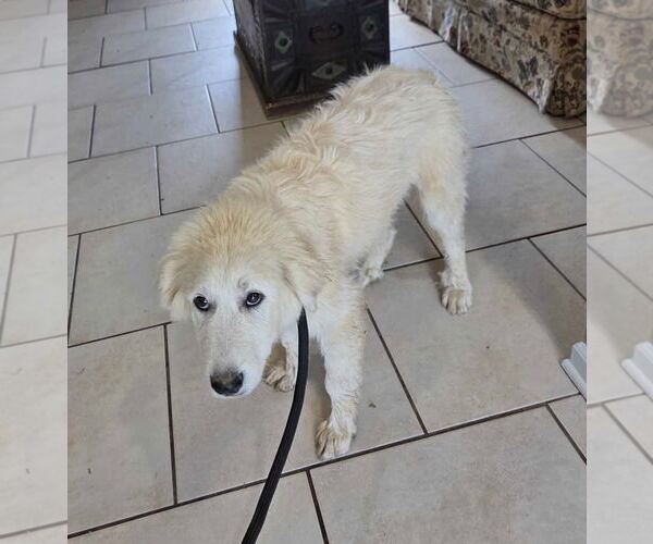 Medium Photo #7 Great Pyrenees Puppy For Sale in Croydon, NH, USA