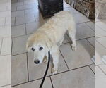Small #6 Great Pyrenees