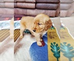 Small Photo #5 Golden Retriever Puppy For Sale in DAKOTA, MN, USA