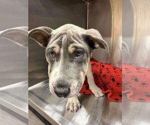 Great Dane-Unknown Mix Dogs for adoption in Valrico, FL, USA