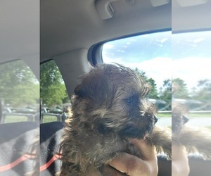 Morkie Puppy for sale in TULSA, OK, USA