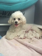 Father of the Bichon Frise puppies born on 04/09/2017