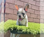 Small Photo #52 French Bulldog Puppy For Sale in DETROIT, MI, USA