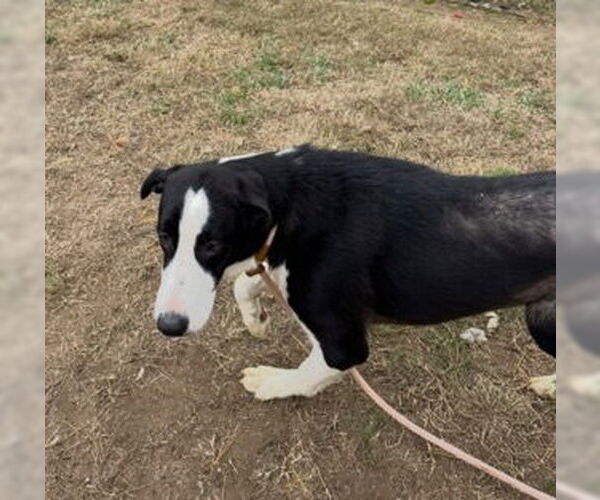 Medium Photo #1 Border Saint Puppy For Sale in Evansville, IN, USA