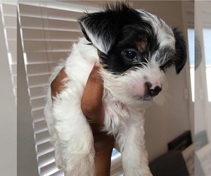 Biewer Terrier Puppy for sale in CENTRALIA, OK, USA