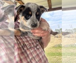 Small #5 Australian Cattle Dog