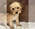 Small #3 Cavapoo