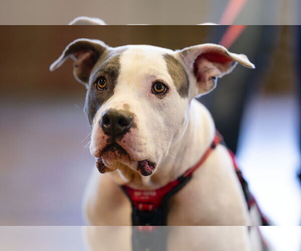Medium Photo #13 Staffordshire Bull Terrier Puppy For Sale in Garner, NC, USA